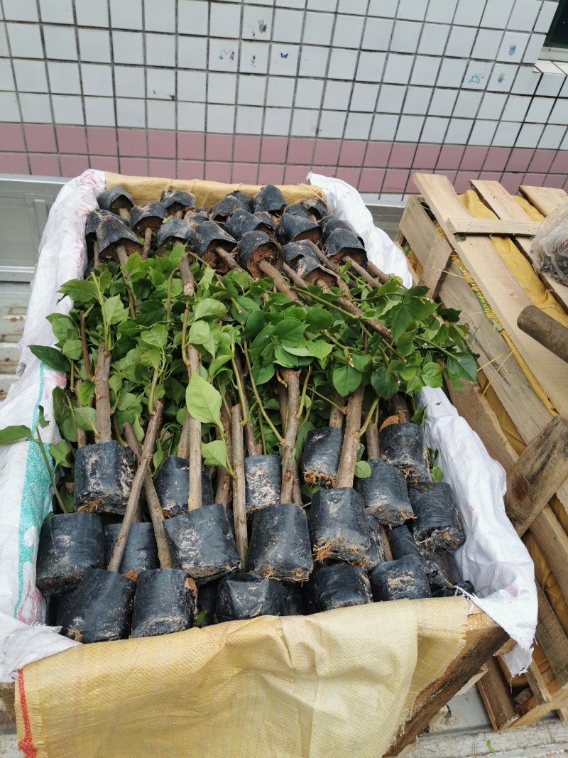 大红三角梅中国红三角梅袋苗