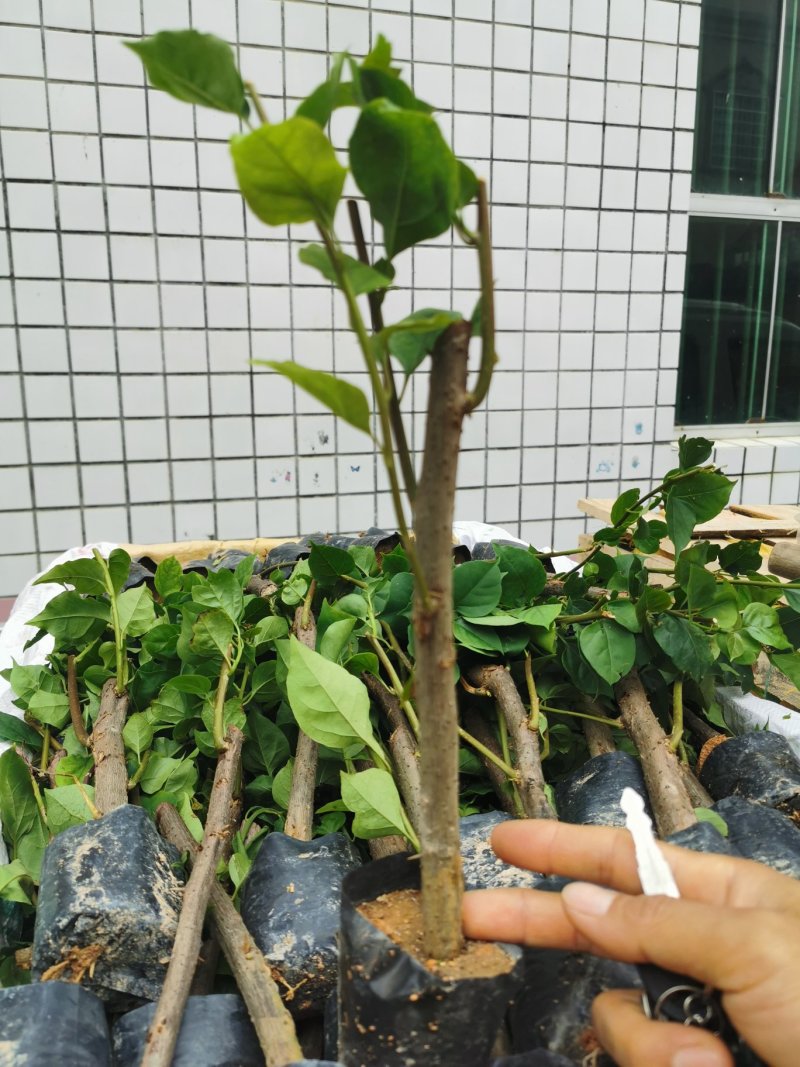 大红三角梅中国红三角梅袋苗