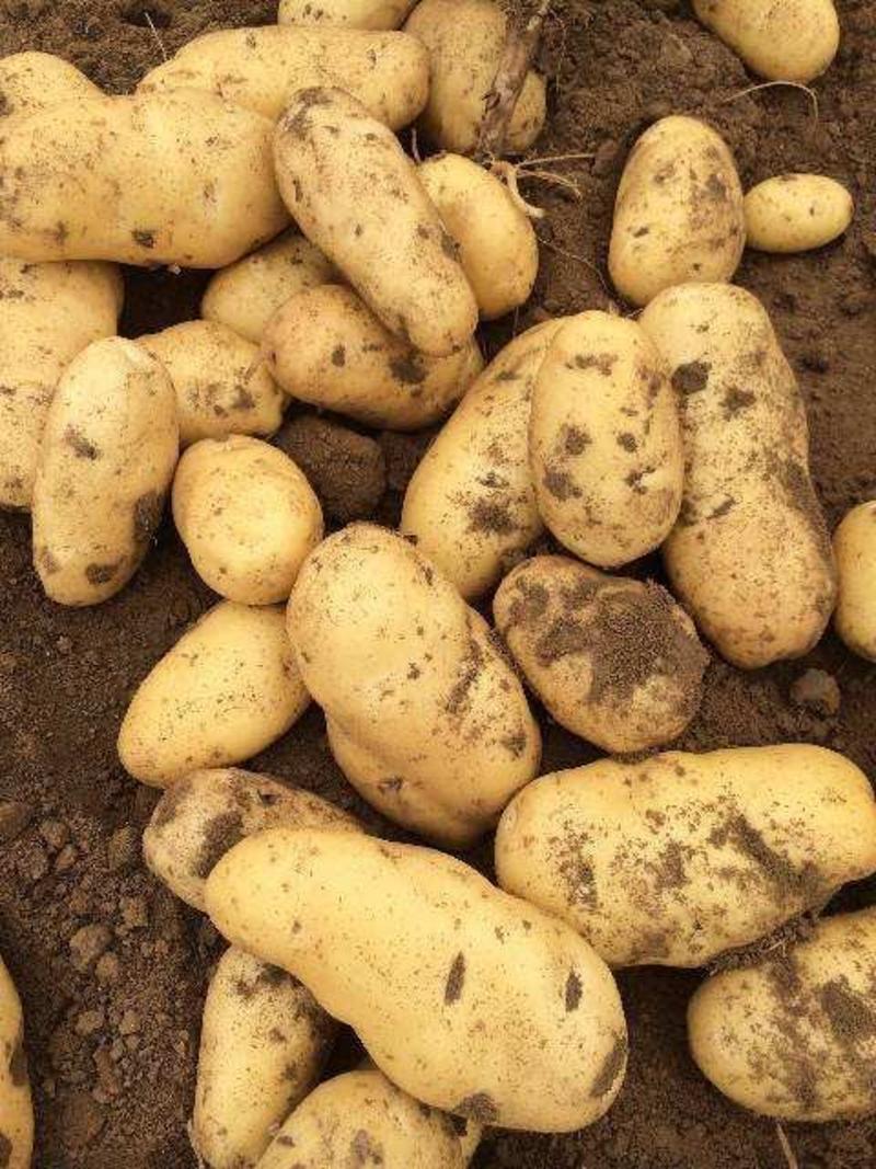 山东土豆优质荷兰十五土豆新货上市，规格齐全，代发全国市场