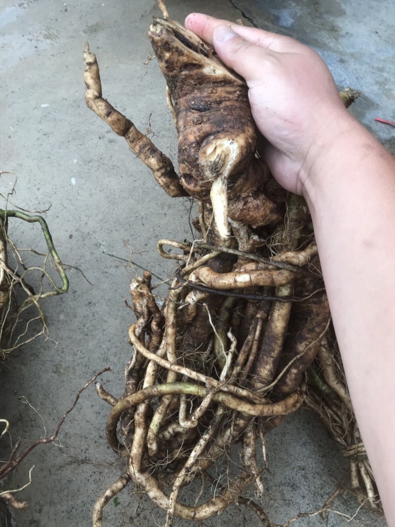 黄花倒水莲纯野生煲汤泡酒料