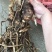 黄花倒水莲纯野生煲汤泡酒料