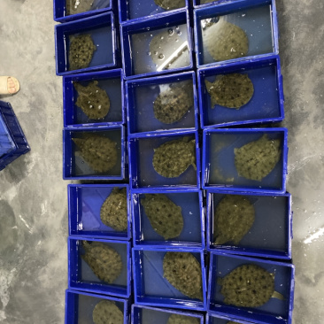 甲鱼只做外塘外塘甲鱼只做批发价