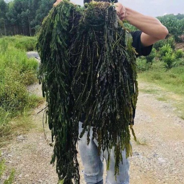 金鱼藻（小茨藻）红线藻黑轮叶藻