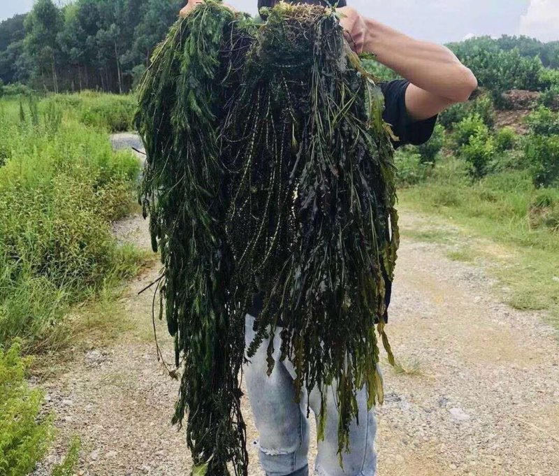 金鱼藻（小茨藻）红线藻黑轮叶藻