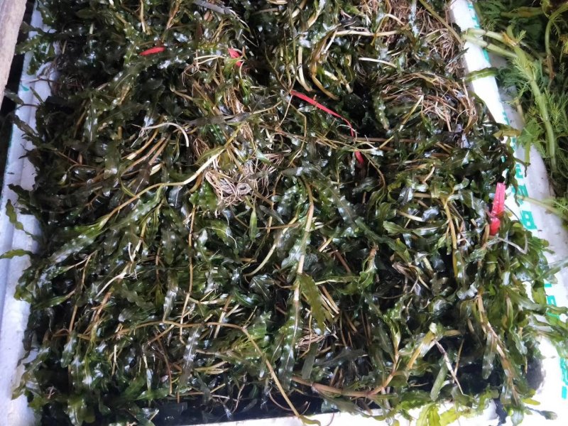 金鱼藻（小茨藻）红线藻黑轮叶藻