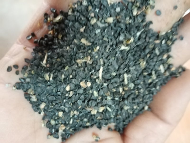沙葱籽。内蒙古阿拉善左旗特产。