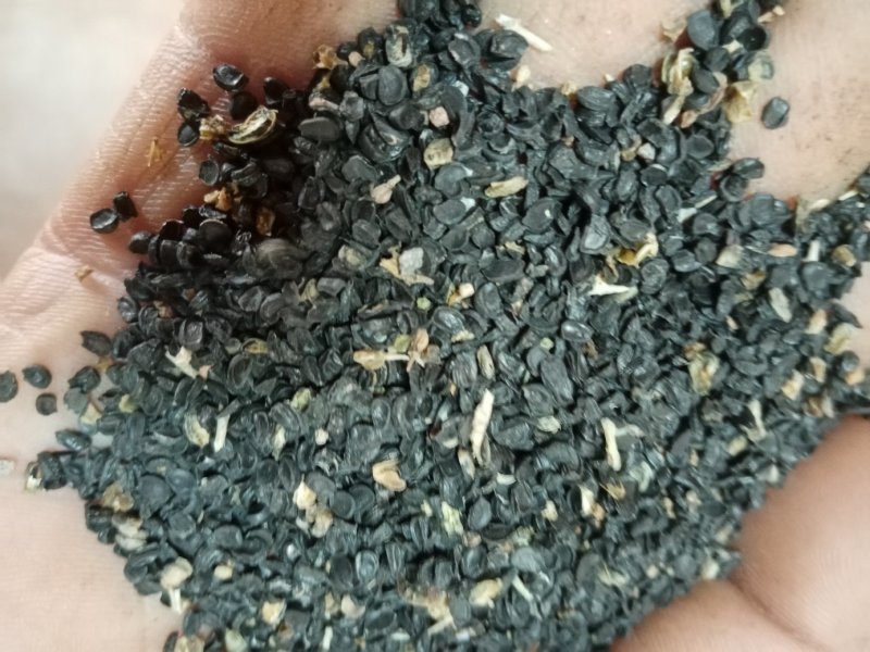 沙葱籽。内蒙古阿拉善左旗特产。