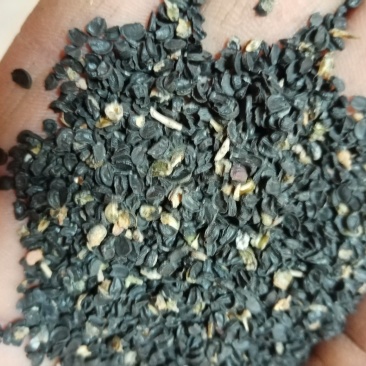 沙葱籽。内蒙古阿拉善左旗特产。