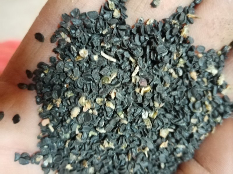 沙葱籽。内蒙古阿拉善左旗特产。
