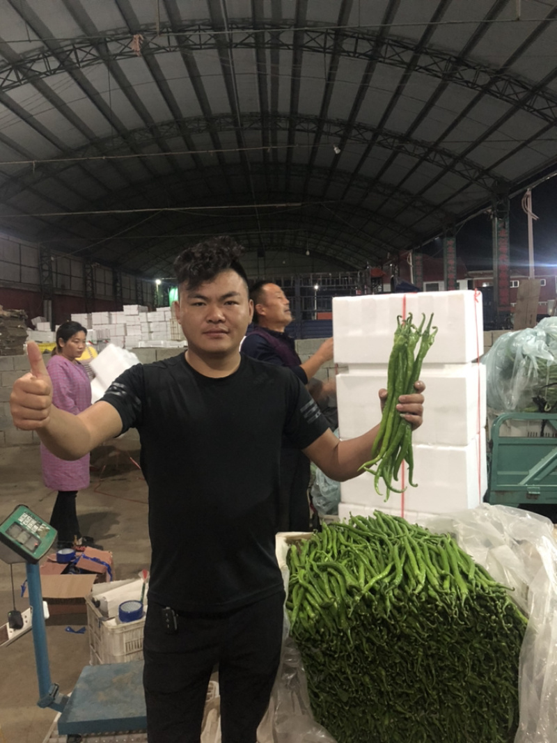 【产地首推】精品线椒，现摘现卖，产地直销。