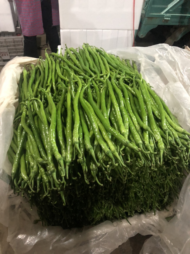 【产地首推】精品线椒，现摘现卖，产地直销。