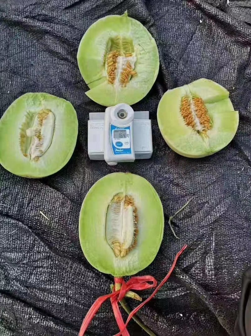 河北玉姑甜瓜皮薄肉厚，含糖量高，基地直供