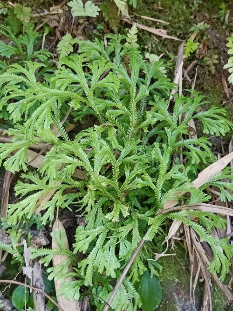 野生深绿卷柏九死还魂草产地直供，一件代发。
