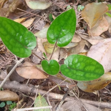 野生杏香兔耳风中药材。