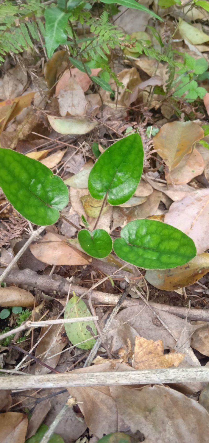 野生杏香兔耳风中药材。