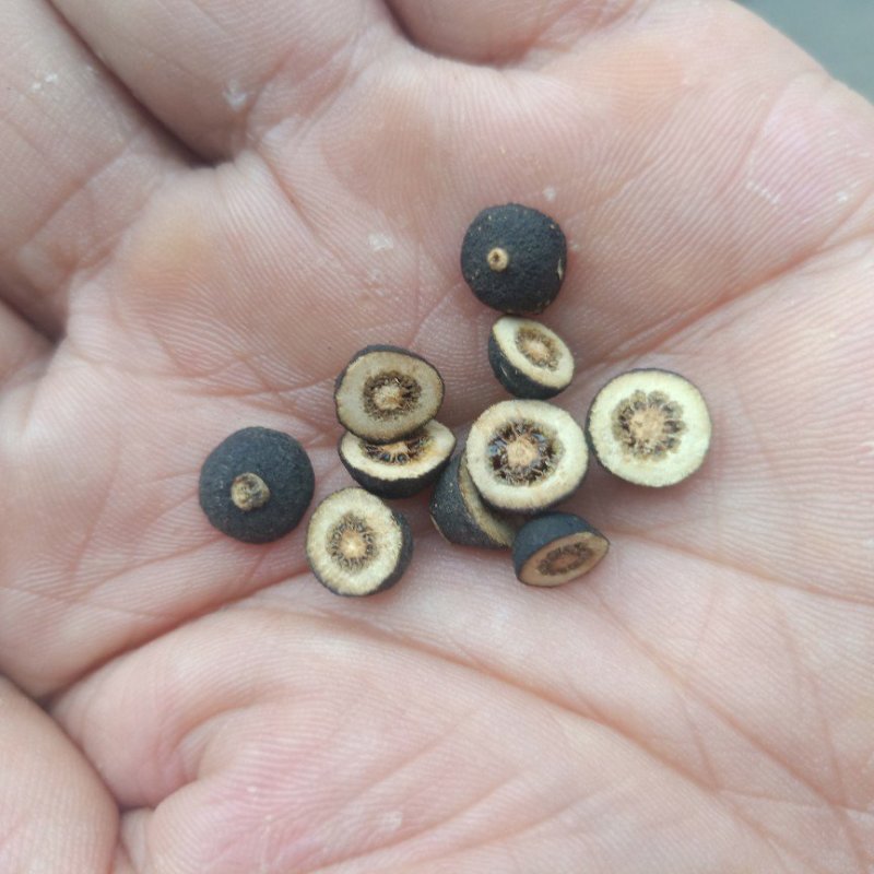 枳实江西赣南小脐橙枳实含量高无硫晒干的小园个枳实