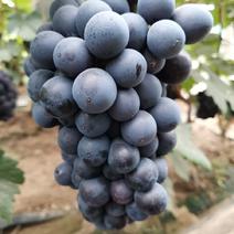 山东精品夏黑葡萄大量成熟口感超甜果粉好产地直发全国。