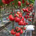 西红柿苗、越冬粉果、大红，嫁接粉果、大红西红柿苗