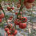 西红柿苗、越冬粉果、大红，嫁接粉果、大红西红柿苗