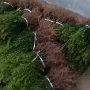 纯东北红豆杉籽播苗，扦插苗，杯苗，占地苗，