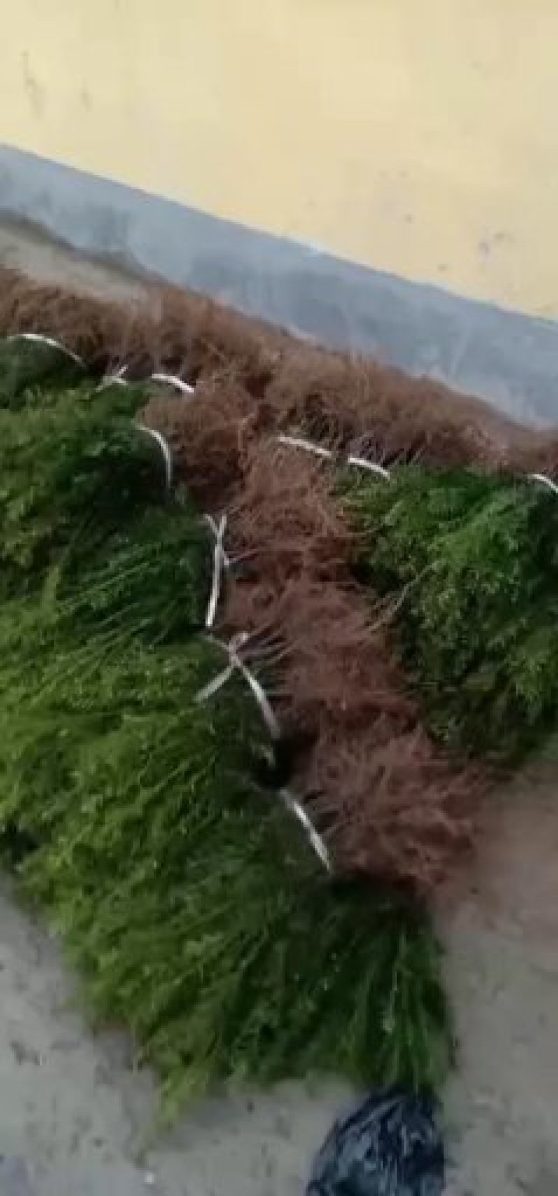 纯东北红豆杉籽播苗，扦插苗，杯苗，占地苗，
