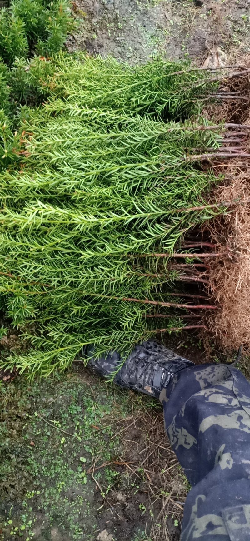 纯东北红豆杉籽播苗，扦插苗，杯苗，占地苗，