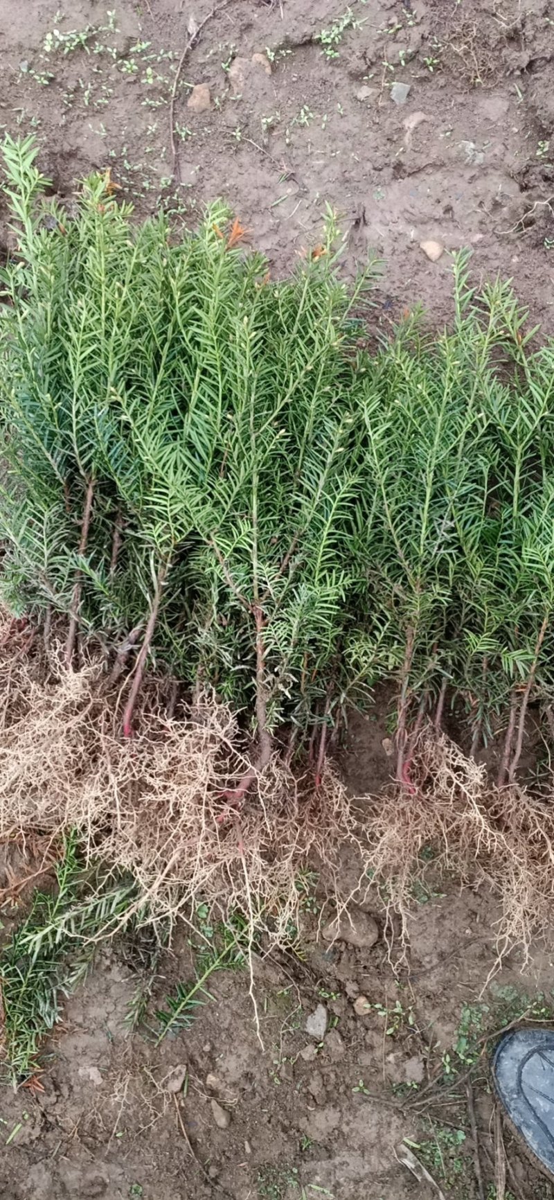 纯东北红豆杉籽播苗，扦插苗，杯苗，占地苗，