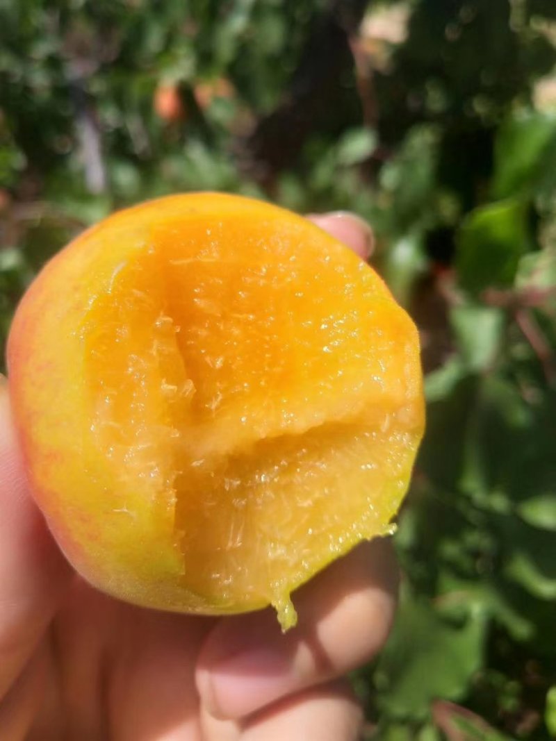 金太阳，可加工，可直接食用，需要的老板联系。