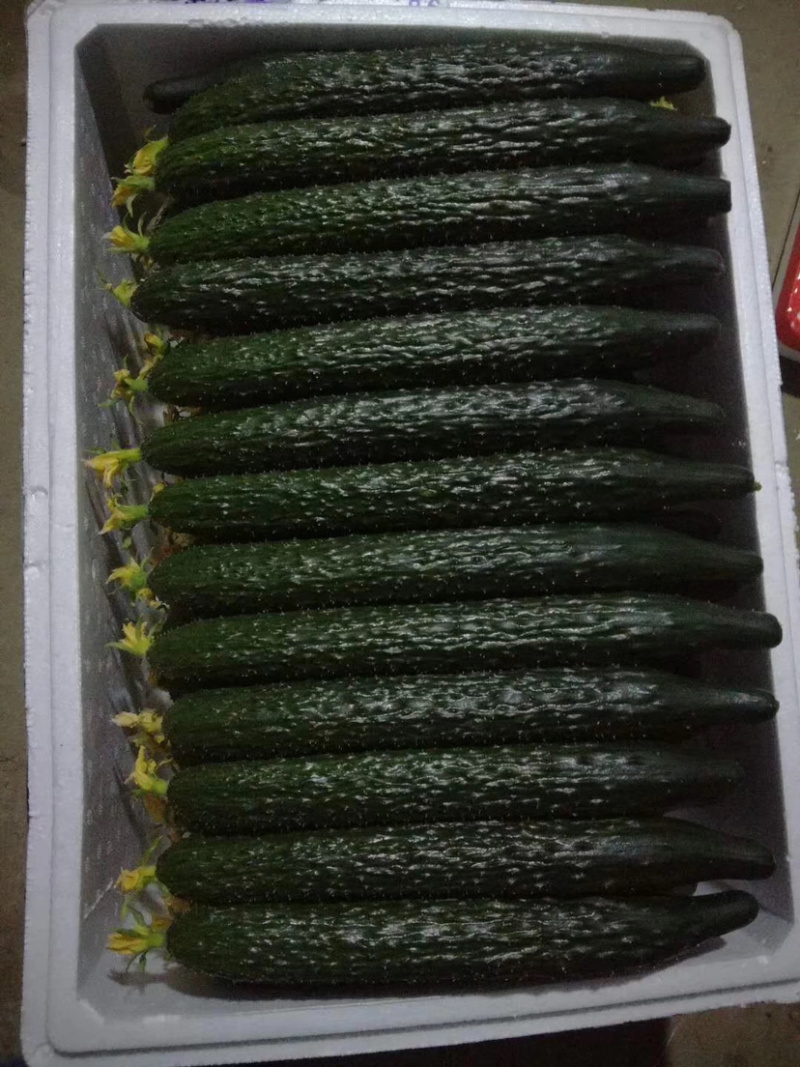 黄瓜苗、嫁接大刺黄瓜苗、嫁接荷兰水果黄瓜苗、旱黄瓜苗