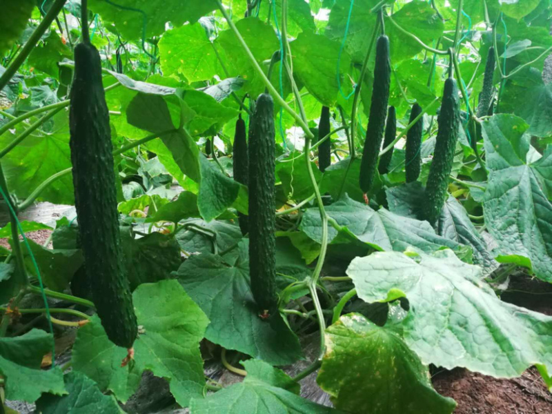 黄瓜苗、嫁接大刺黄瓜苗、嫁接荷兰水果黄瓜苗、旱黄瓜苗