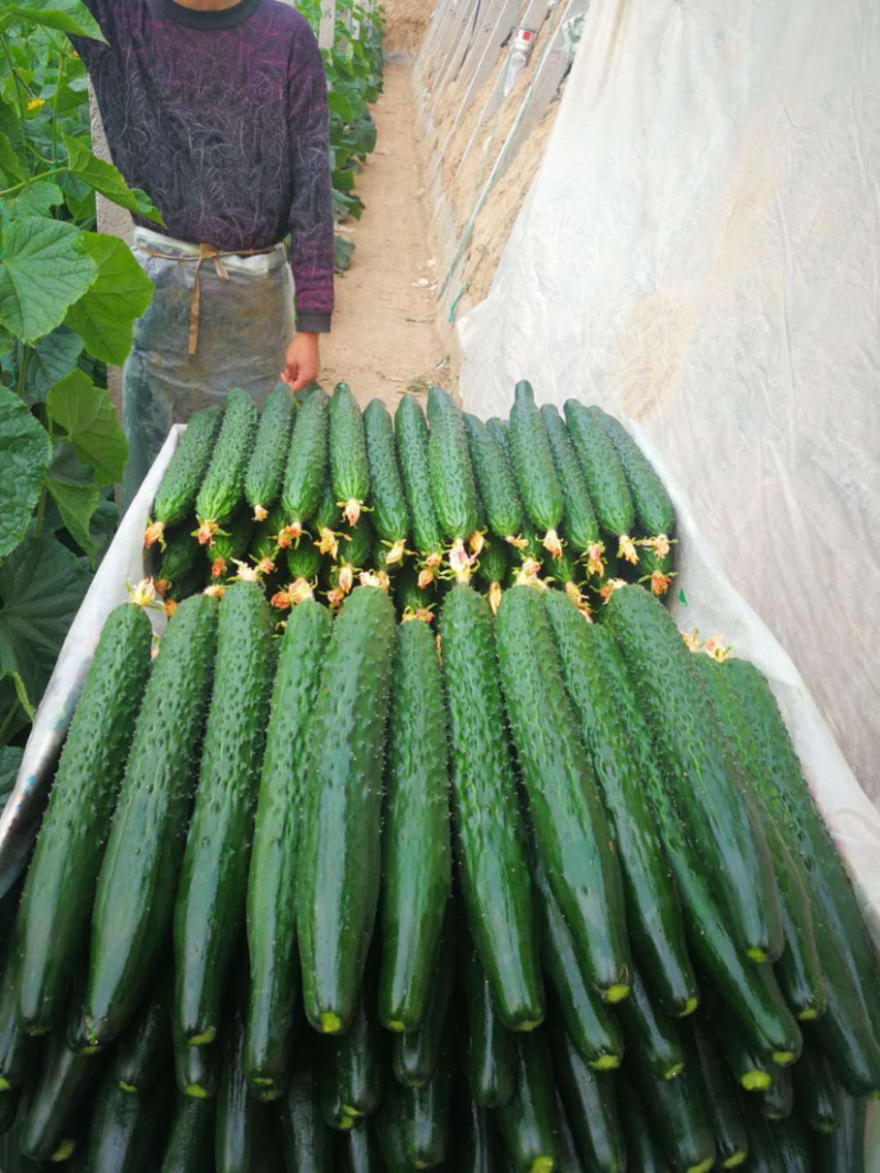 黄瓜苗、嫁接大刺黄瓜苗、嫁接荷兰水果黄瓜苗、旱黄瓜苗