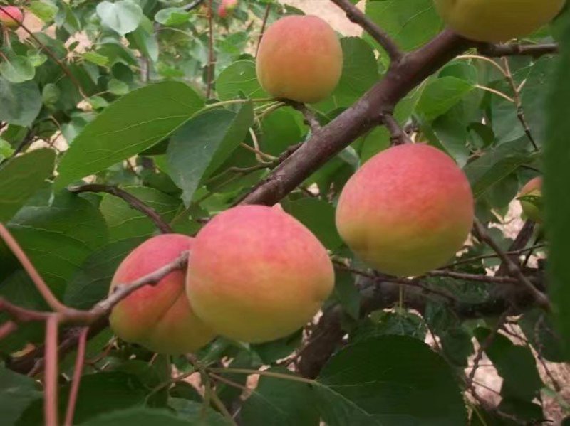 胭脂杏，秦杏