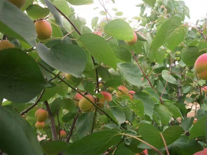 胭脂杏，秦杏