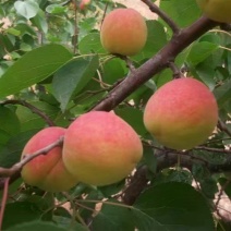 胭脂杏，秦杏