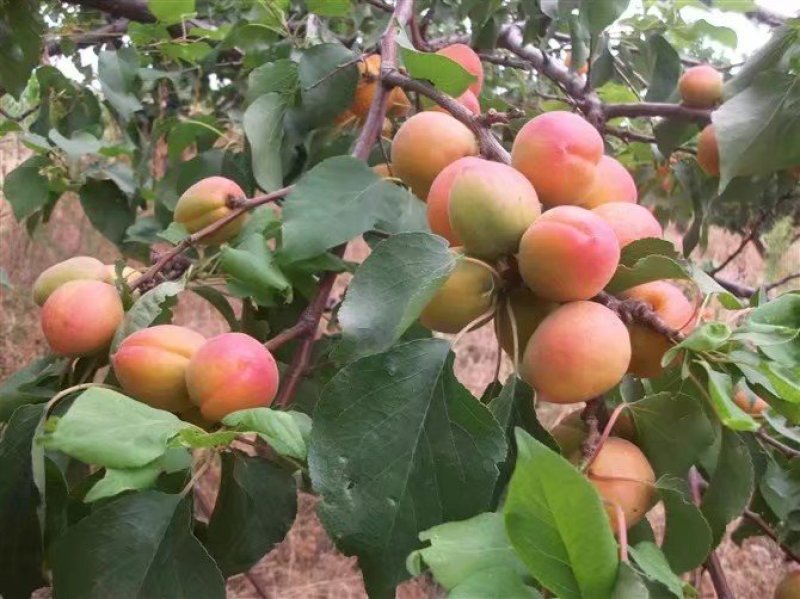 胭脂杏，秦杏