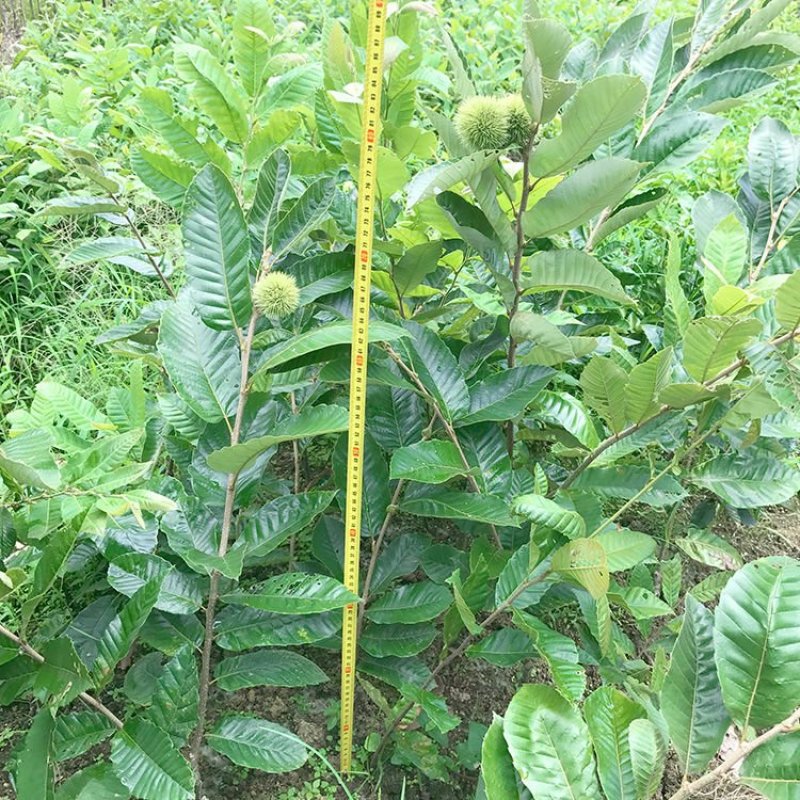 板栗苗嫁接果树苗水果苗栗子苗农大一号大红袍板栗苗南北方种