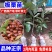 板栗苗嫁接果树苗水果苗栗子苗农大一号大红袍板栗苗南北方种
