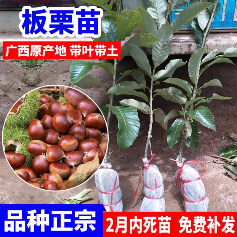 板栗苗嫁接果树苗水果苗栗子苗农大一号大红袍板栗苗南北方种