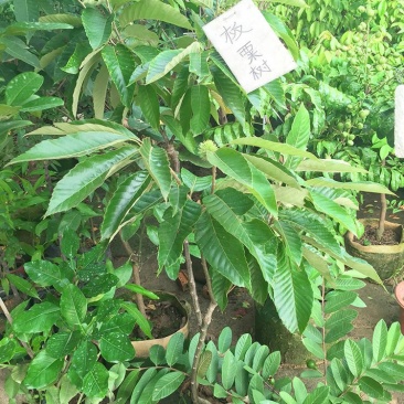 板栗苗嫁接果树苗水果苗栗子苗农大一号大红袍板栗苗南北方种