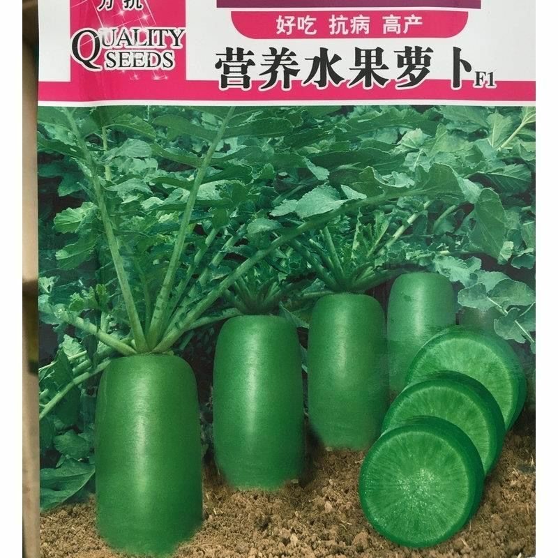沙窝水果萝卜种子生吃脆甜农家蔬菜种孑四季播种阳盆栽绿萝卜