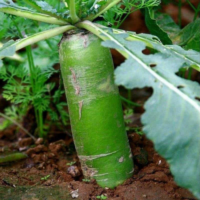 沙窝水果萝卜种子生吃脆甜农家蔬菜种孑四季播种阳盆栽绿萝卜