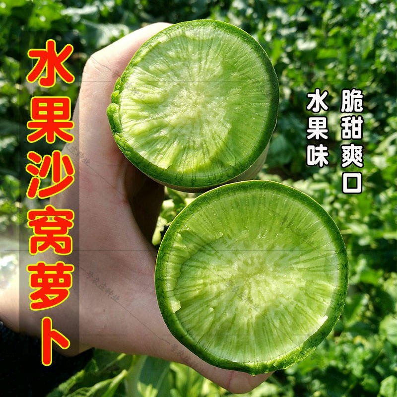 沙窝水果萝卜种子生吃脆甜农家蔬菜种孑四季播种阳盆栽绿萝卜