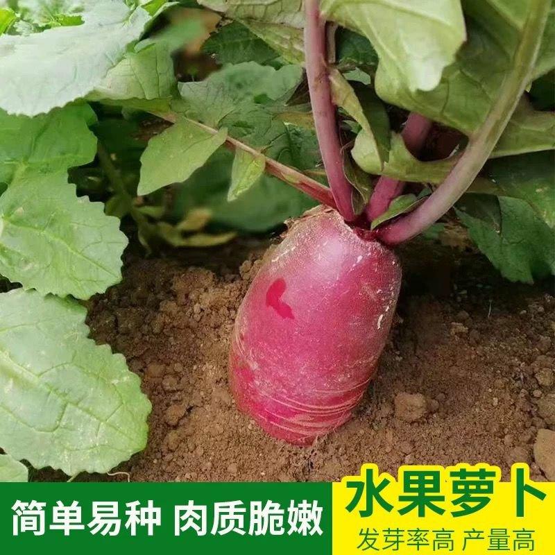 韩国水果萝卜种子红皮红肉萝卜春夏秋四季播种萝卜籽蔬菜种