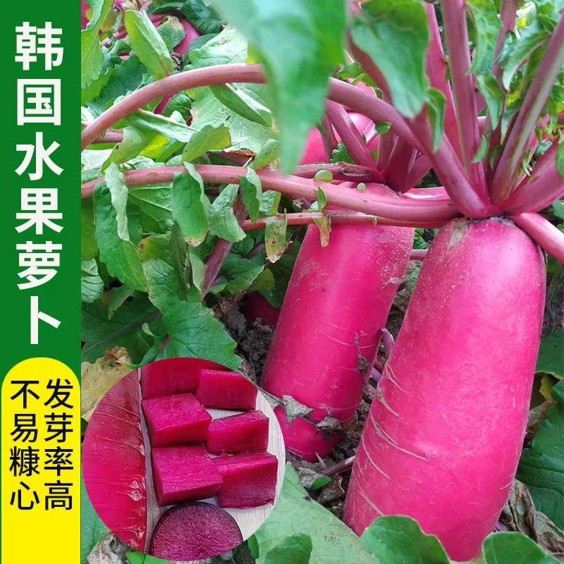 韩国水果萝卜种子红皮红肉萝卜春夏秋四季播种萝卜籽蔬菜种