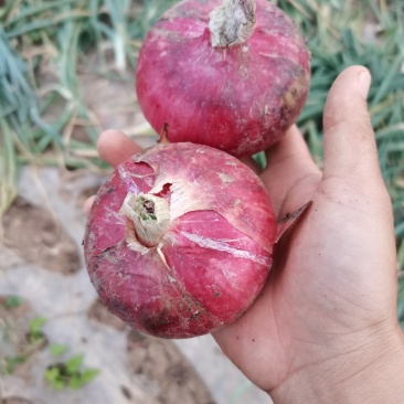 红洋葱各种规格品种，各种包装，精品翻包，超市直供