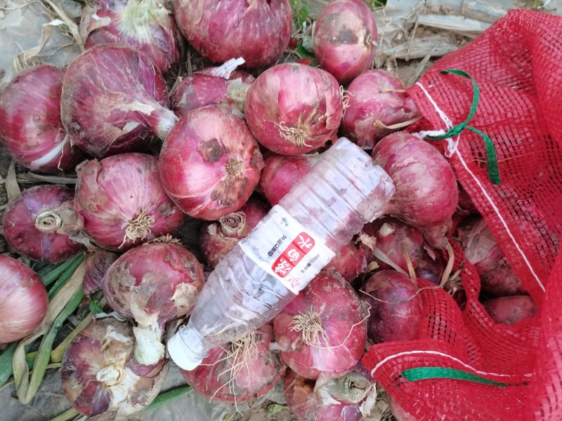 红洋葱各种规格品种，各种包装，精品翻包，超市直供