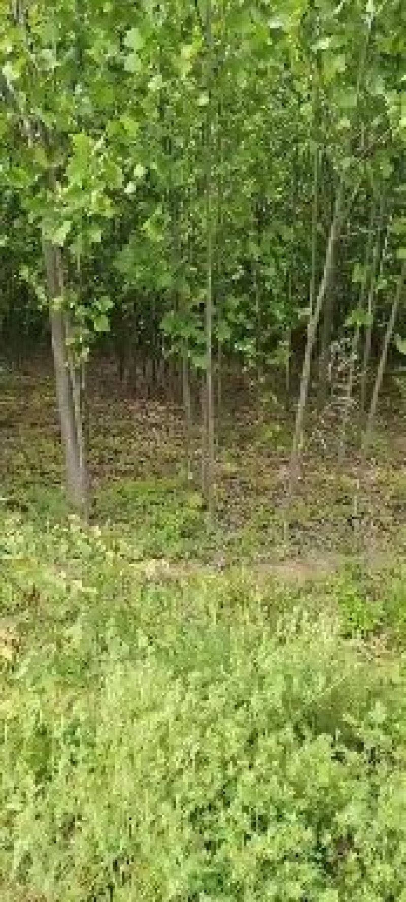 法国梧桐法桐苗法桐树梧桐树悬铃木苗树大量供应法桐苗树