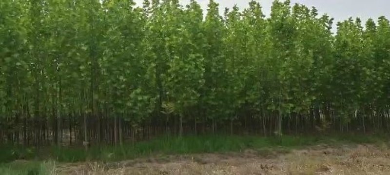 法国梧桐法桐苗法桐树梧桐树悬铃木苗树大量供应法桐苗树