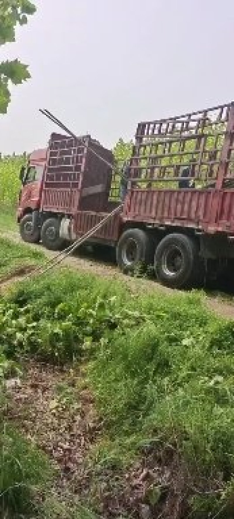 法国梧桐法桐苗法桐树梧桐树悬铃木苗树大量供应法桐苗树