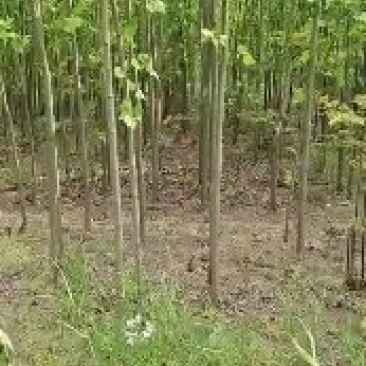 法国梧桐法桐苗法桐树梧桐树悬铃木苗树大量供应法桐苗树